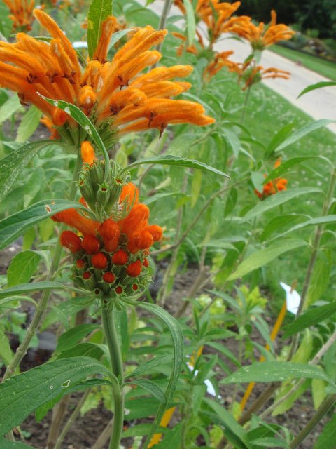 Leonotis leonurus 'Staircase'